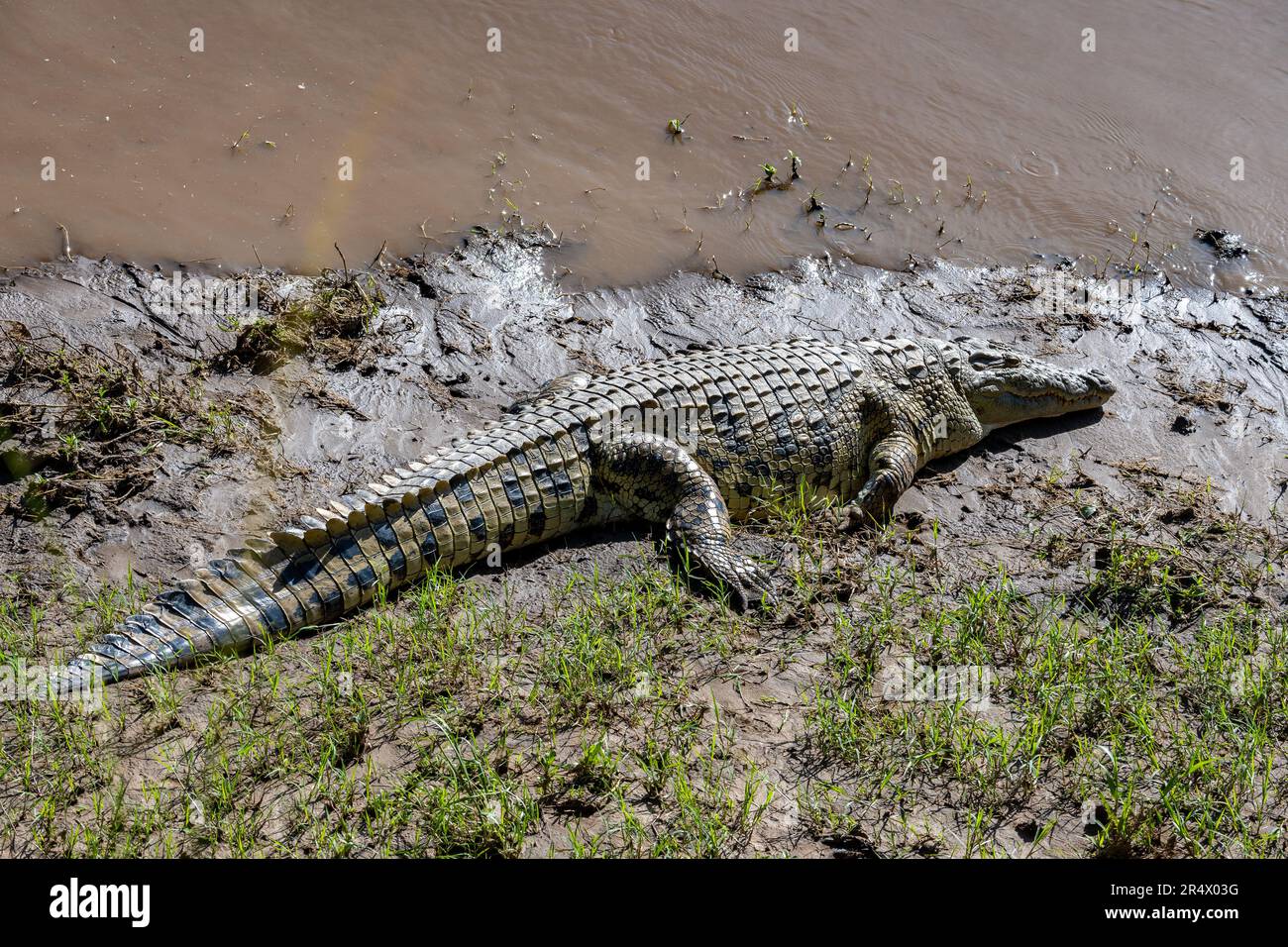 Un coccodrillo del Nilo (Crocodylus niloticus) sulle rive del fiume Mara. Parco Nazionale Maasai Mara, Kenya, Africa. Foto Stock