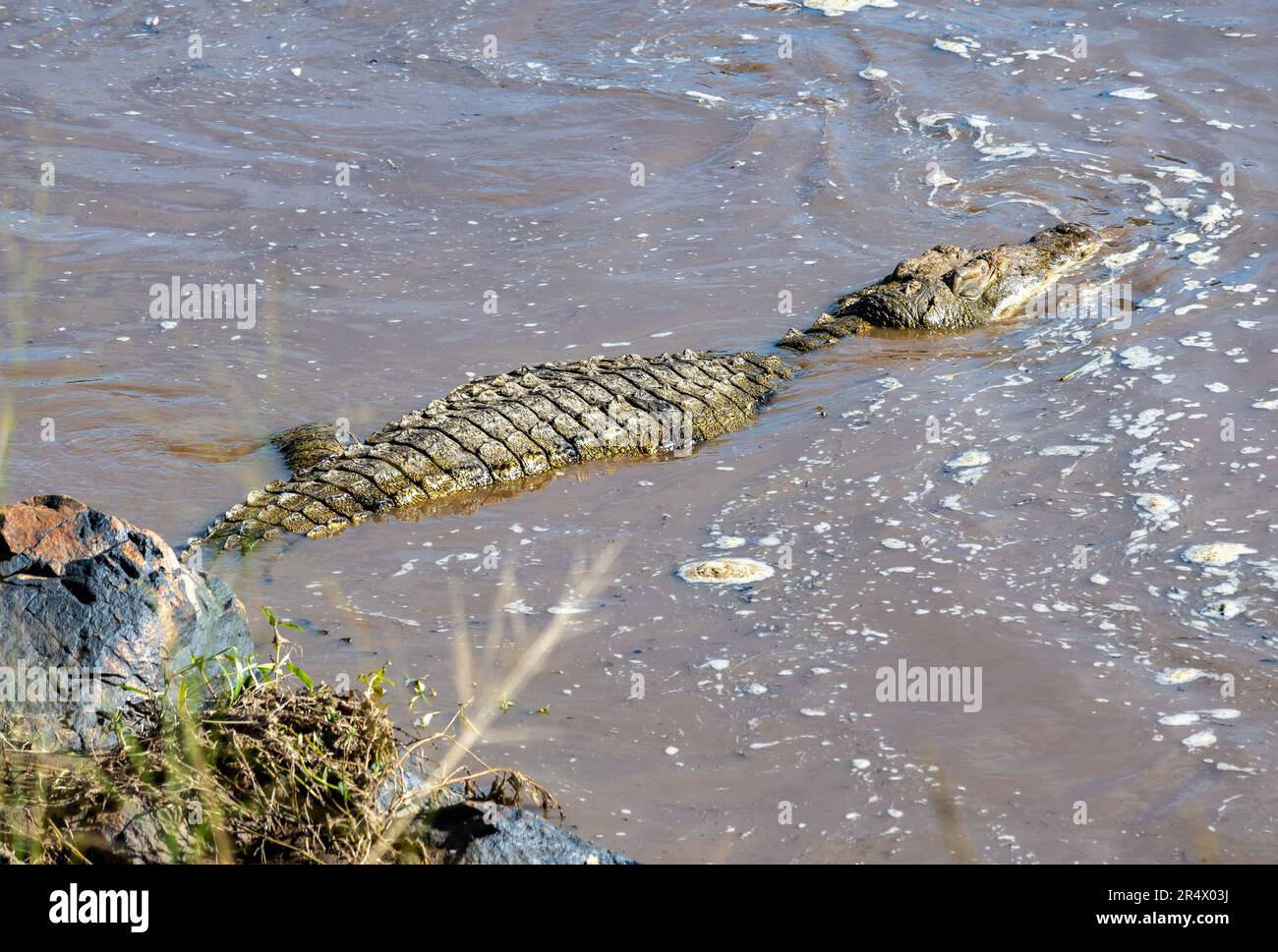 Un Crockdile del Nilo (Crocodylus niloticus) in fiume Mara. Parco Nazionale Maasai Mara, Kenya, Africa. Foto Stock