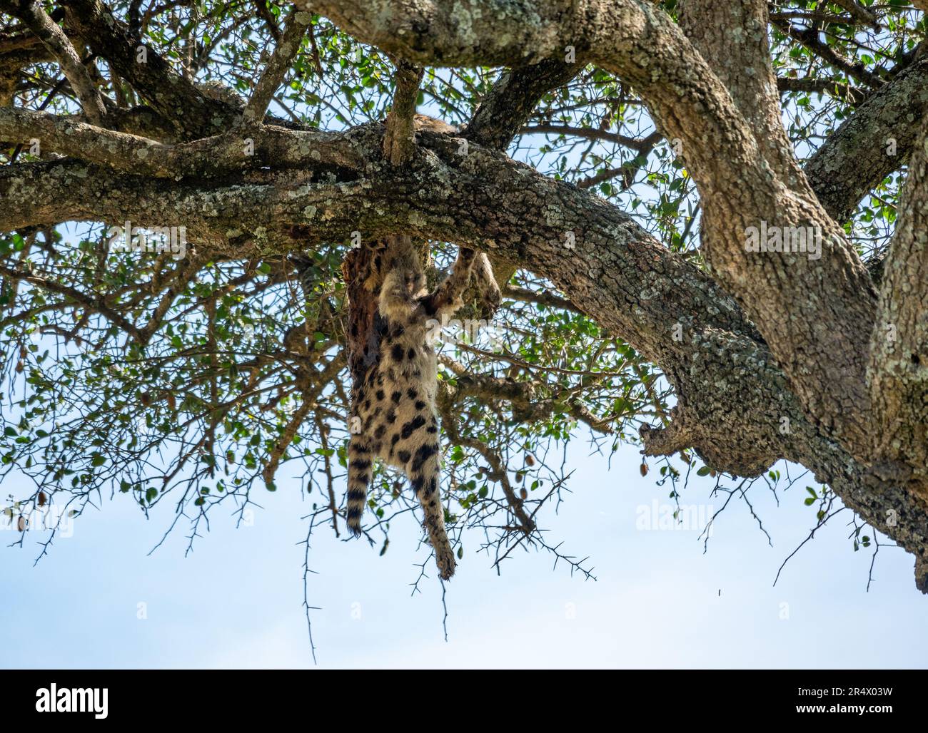 Resti di un giovane Cheetah (Acinonyx jubatus) appeso ad un albero, probabilmente ucciso da un leopardo. Parco Nazionale Maasai Mara, Kenya, Africa. Foto Stock
