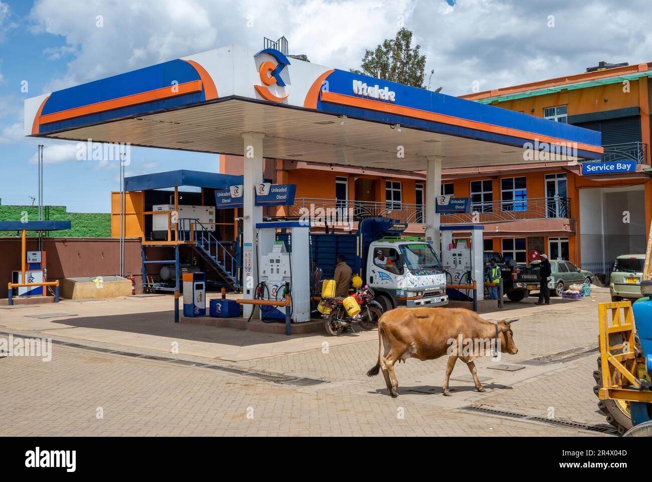 Un bestiame che cammina in una stazione di benzina. Kenya, Africa. Foto Stock