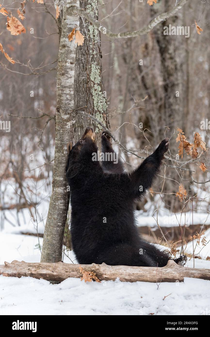 L'orso nero (Ursus americanus) si appoggia contro l'albero Inverno - animale prigioniero Foto Stock