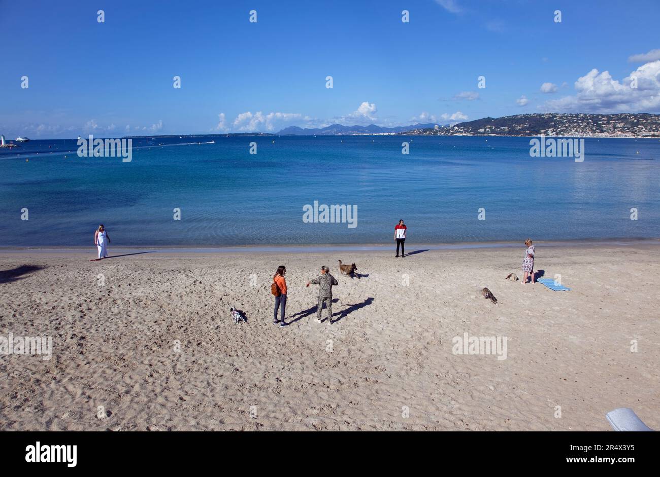 Francia, Provenza-Alpi, Costa Azzurra, Antibes Juan-les-Pins, Spiaggia con cani esercitati al mattino presto Foto Stock