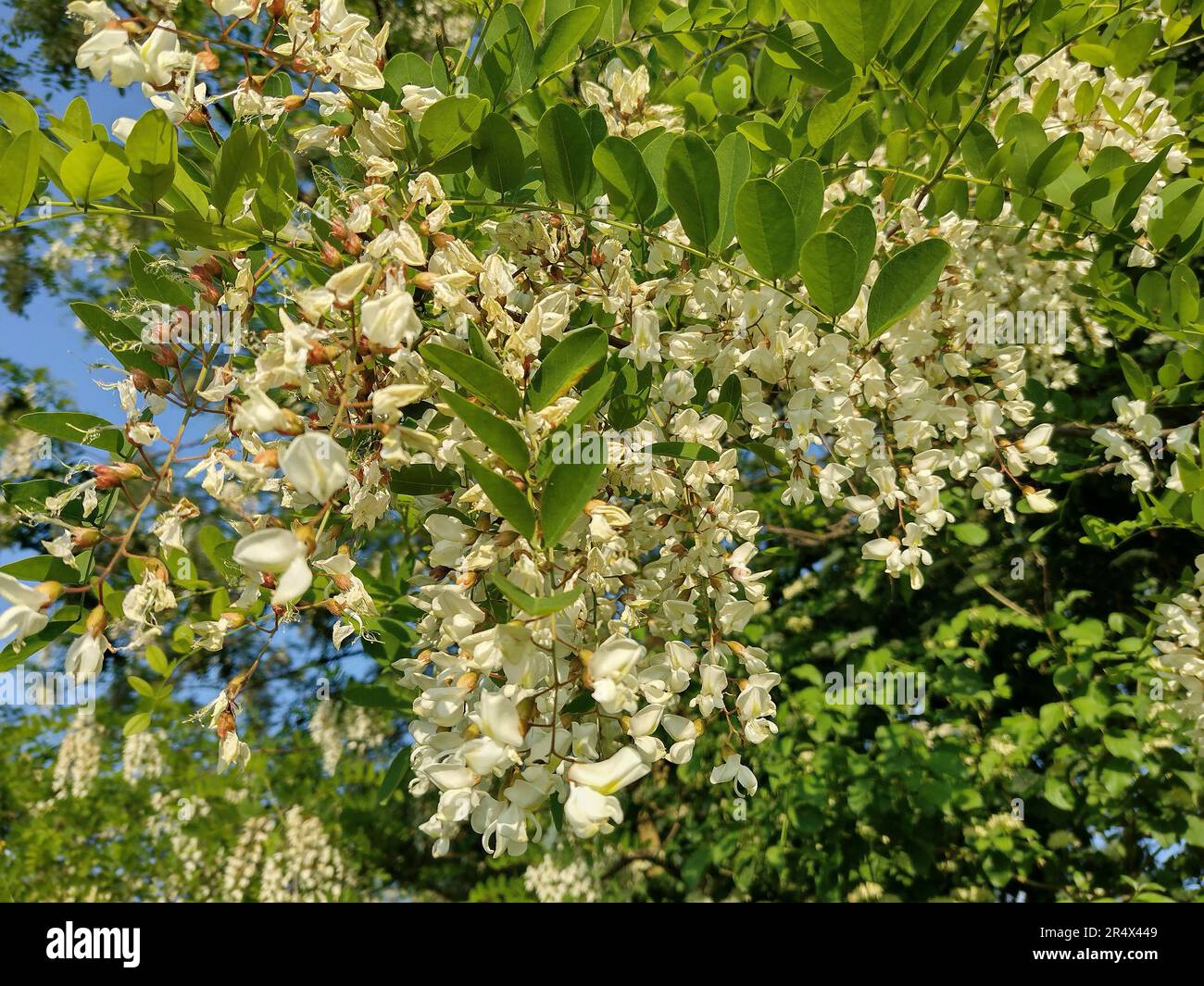 Albero di locusta nero in fiore. Robinia pseudoacacia Foto stock - Alamy