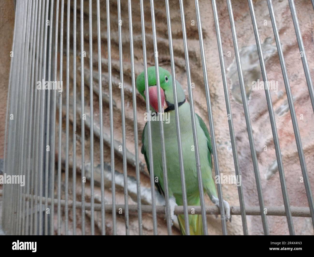 Pappagallo verde in una gabbia Foto Stock