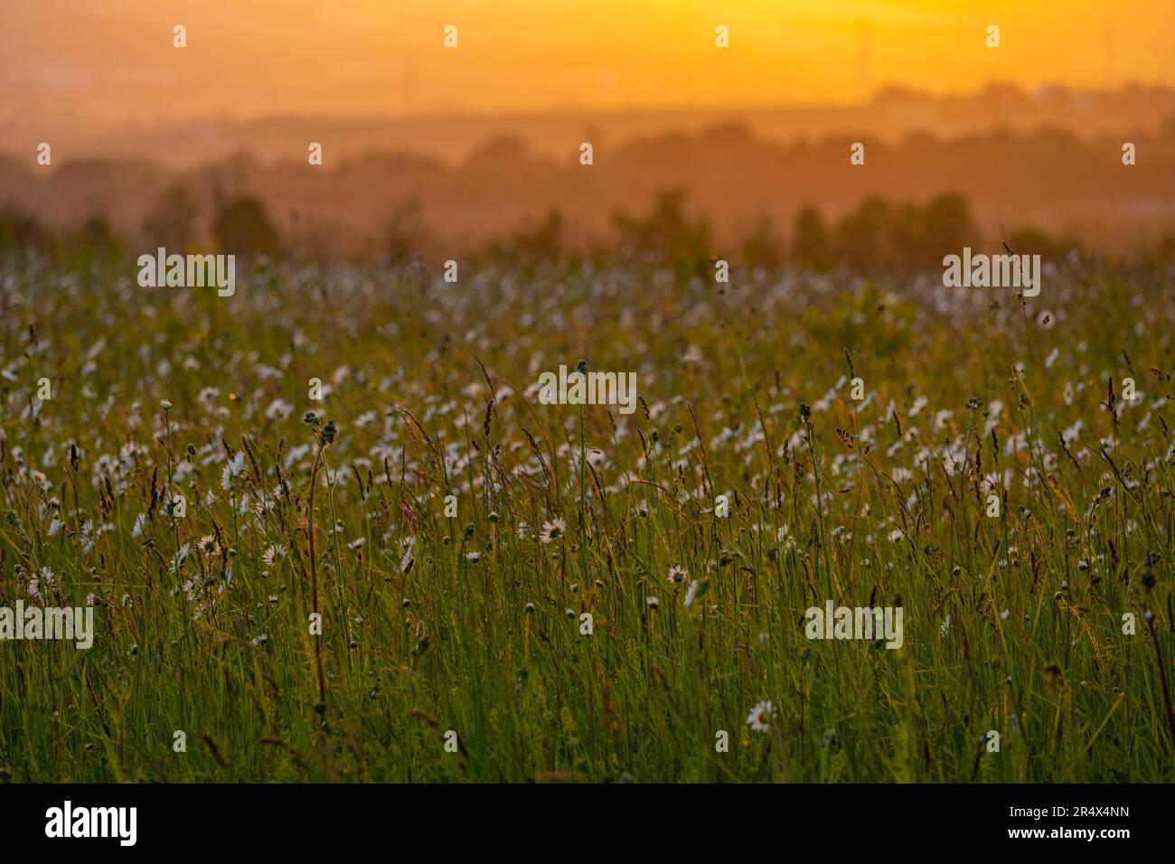 Campo di fieno pieno di fiori nei pressi di Aylesford Kent, al tramonto alla fine di maggio Foto Stock