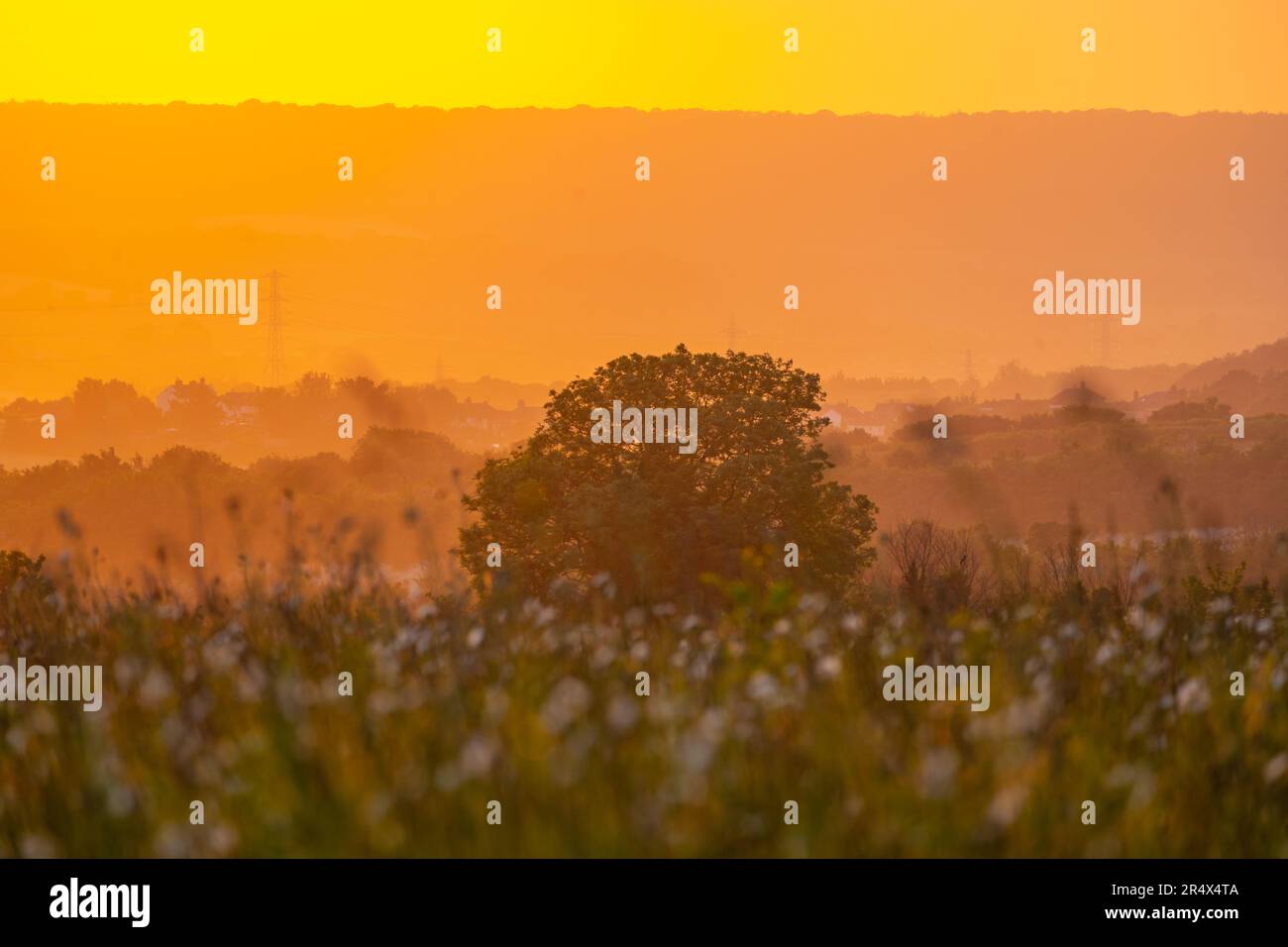 Campo di fieno pieno di fiori nei pressi di Aylesford Kent, al tramonto alla fine di maggio Foto Stock
