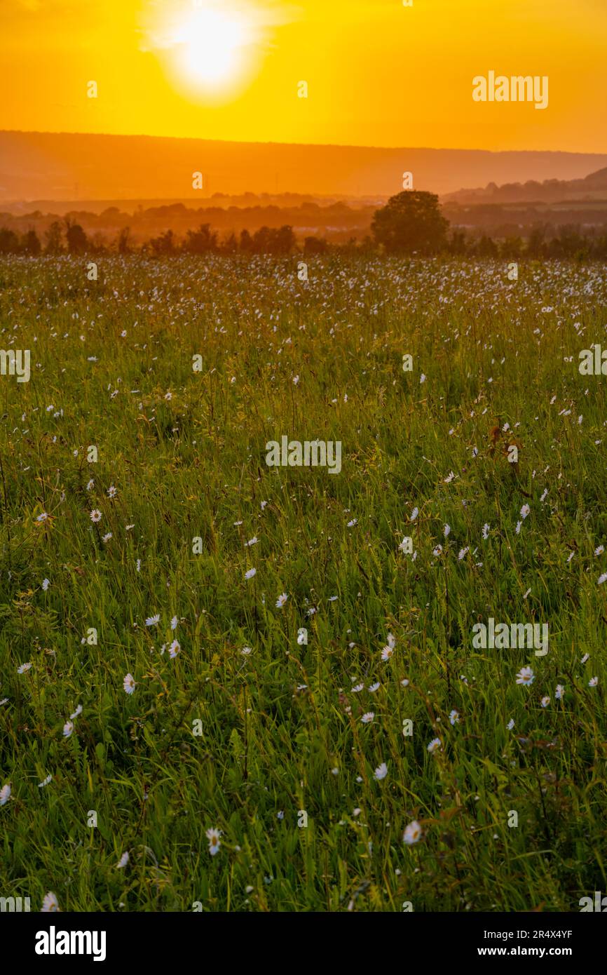 Campo di fieno pieno di fiori nei pressi di Aylesford Kent, al tramonto alla fine di maggio Foto Stock