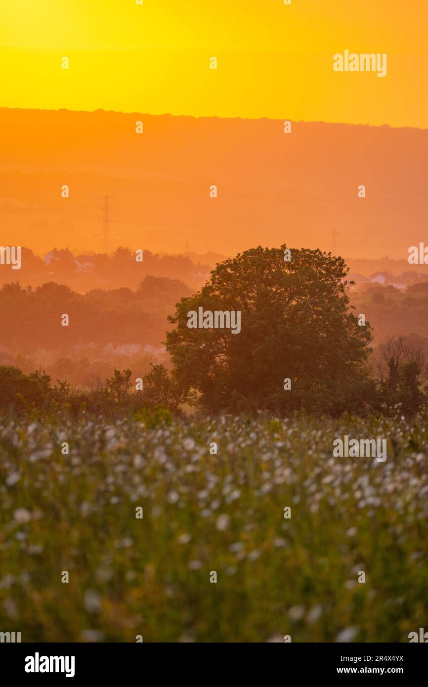 Campo di fieno pieno di fiori nei pressi di Aylesford Kent, al tramonto alla fine di maggio Foto Stock