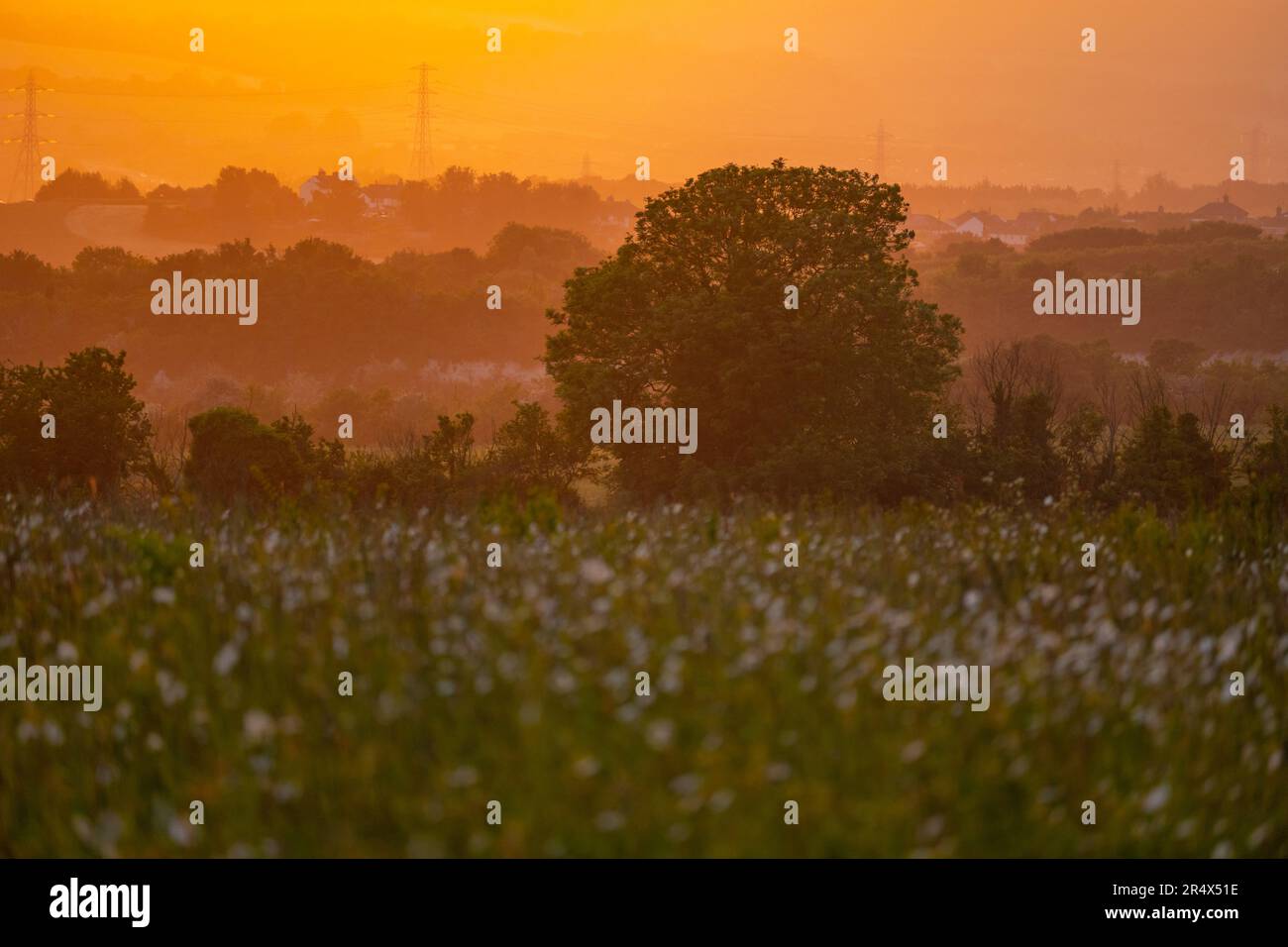 Campo di fieno pieno di fiori nei pressi di Aylesford Kent, al tramonto alla fine di maggio Foto Stock