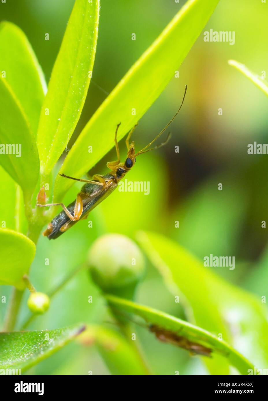 Falso coleottero blister su una foglia, Oedemera Natolica Foto Stock