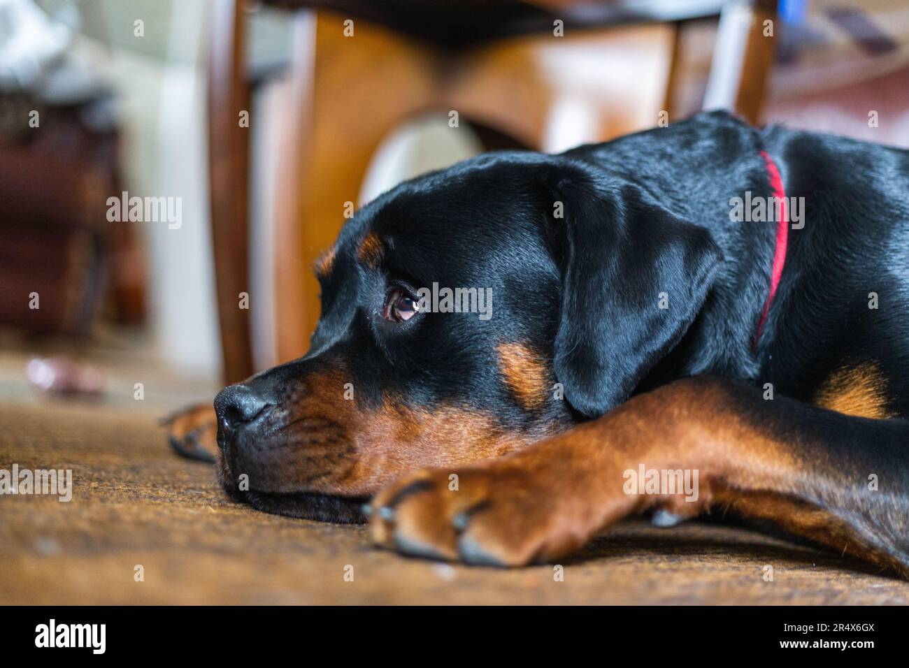 Cucciolo tedesco di Rottweiler, cappotto di pelliccia lucida, cane da guardia nero, Rottie, zampe grandi Foto Stock
