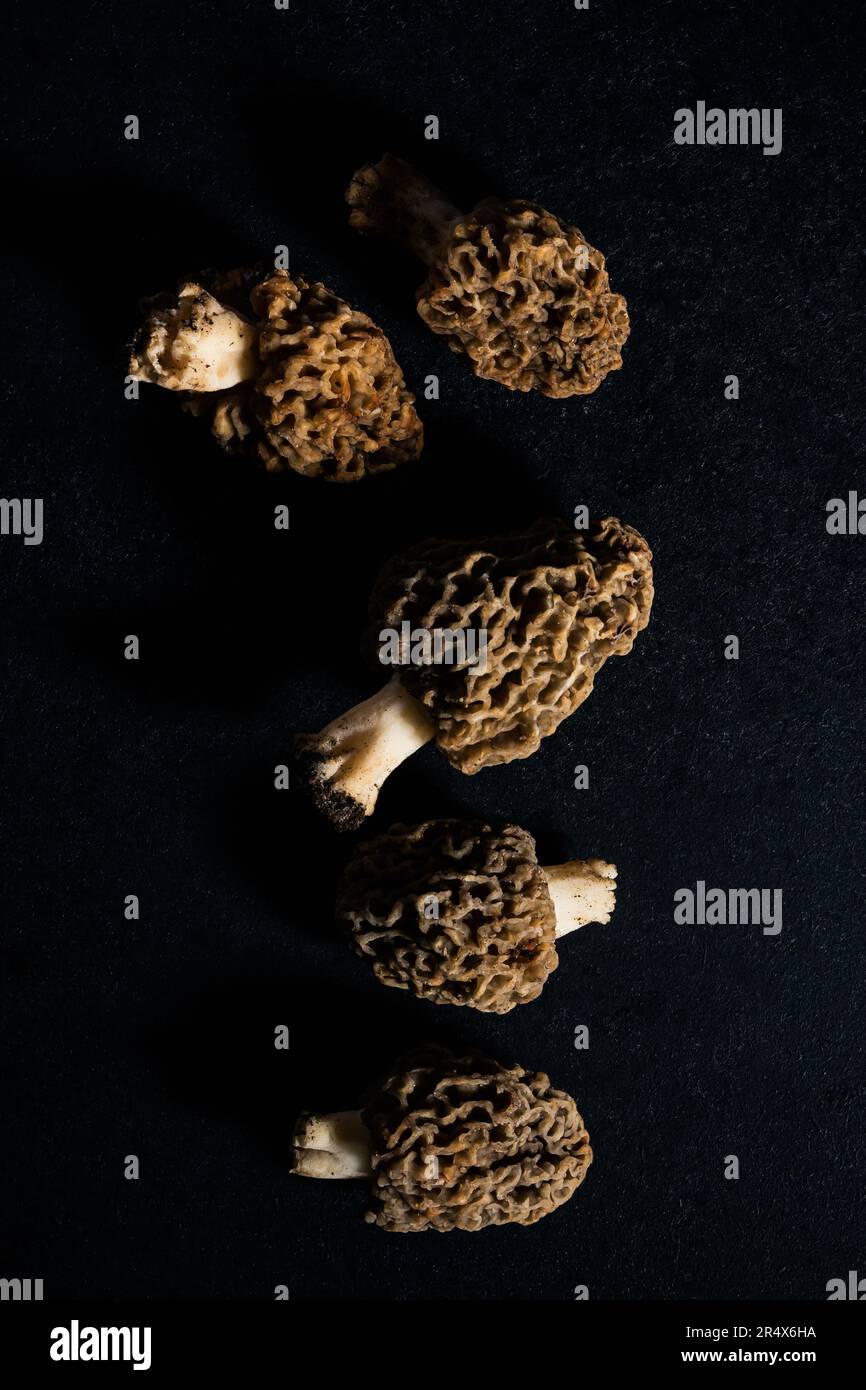 Funghi spugnole selvatici su sfondo nero, vista dall'alto. Foto Stock