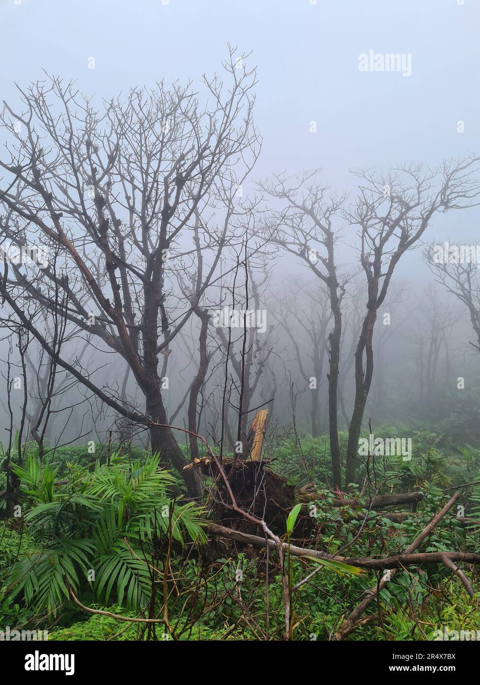 Bruciare gli alberi neri danneggiati su sfondo bianco nebbia Foto Stock