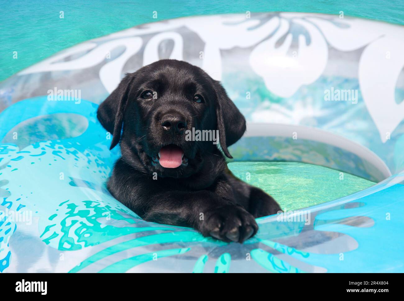 Ritratto ravvicinato di un cucciolo del Black Labrador retriever (Canis Lupus Familiaris) che rimane a galla in un tubo interno in acqua turchese Foto Stock