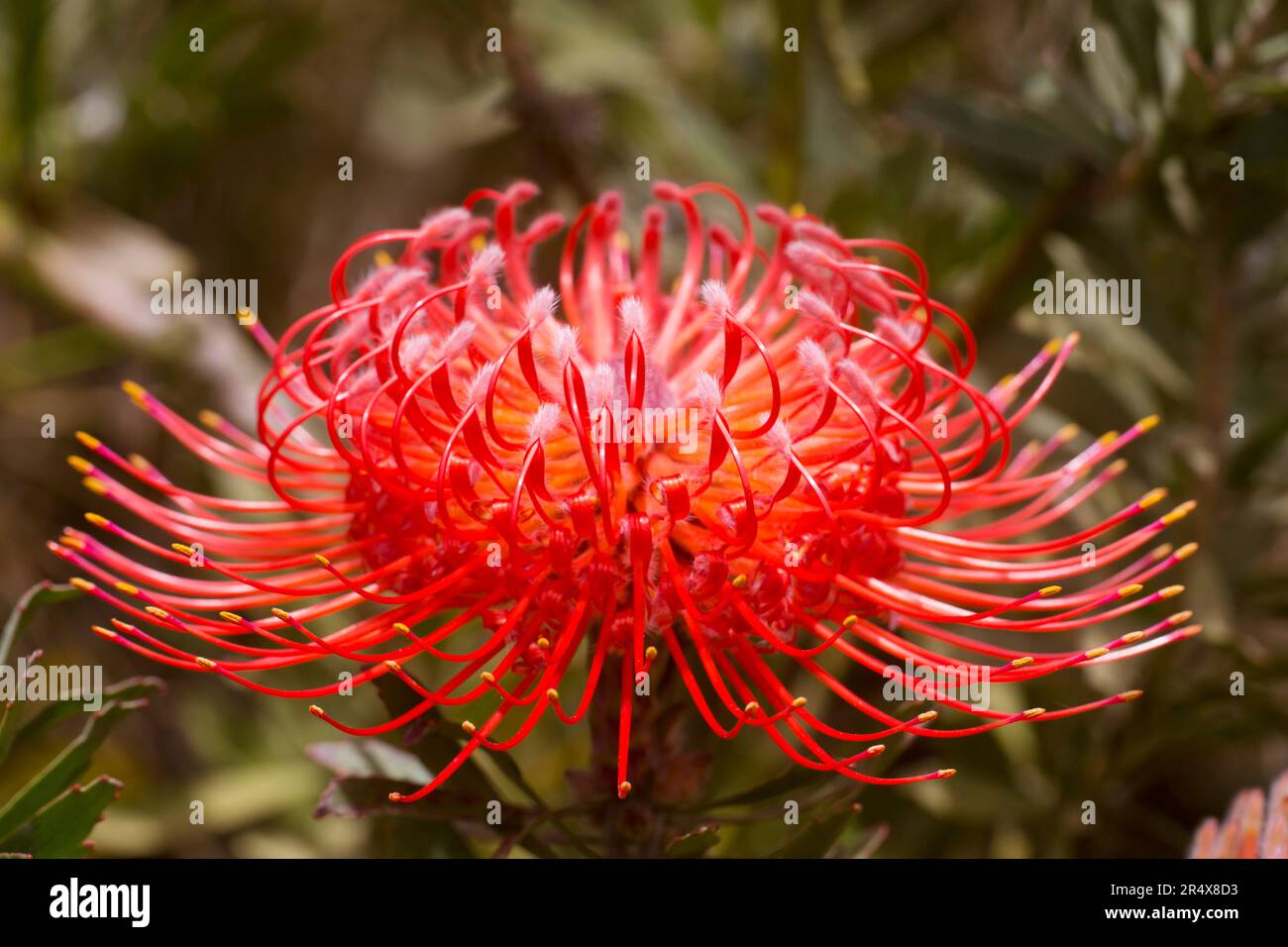 Primo piano di un Pincushion Protea rosso vivace (Leucospermum, Proteaceae) con punte gialle; Upcountry Maui, Maui, Hawaii, Stati Uniti d'America Foto Stock