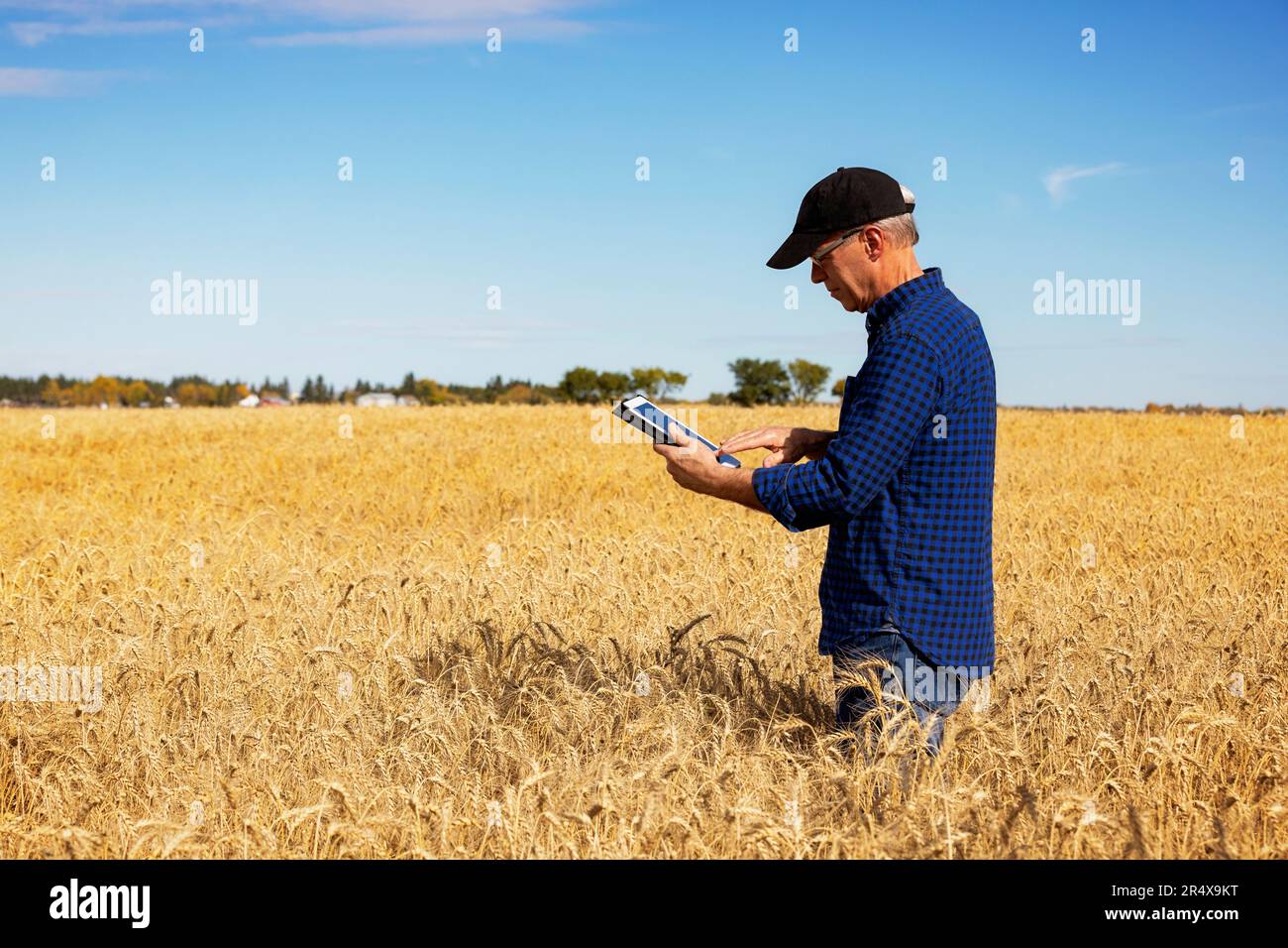 Agricoltore che utilizza una tavoletta per gestire il raccolto mentre si trova in un campo di grano completamente stagionato; Alcomdale, Alberta, Canada Foto Stock