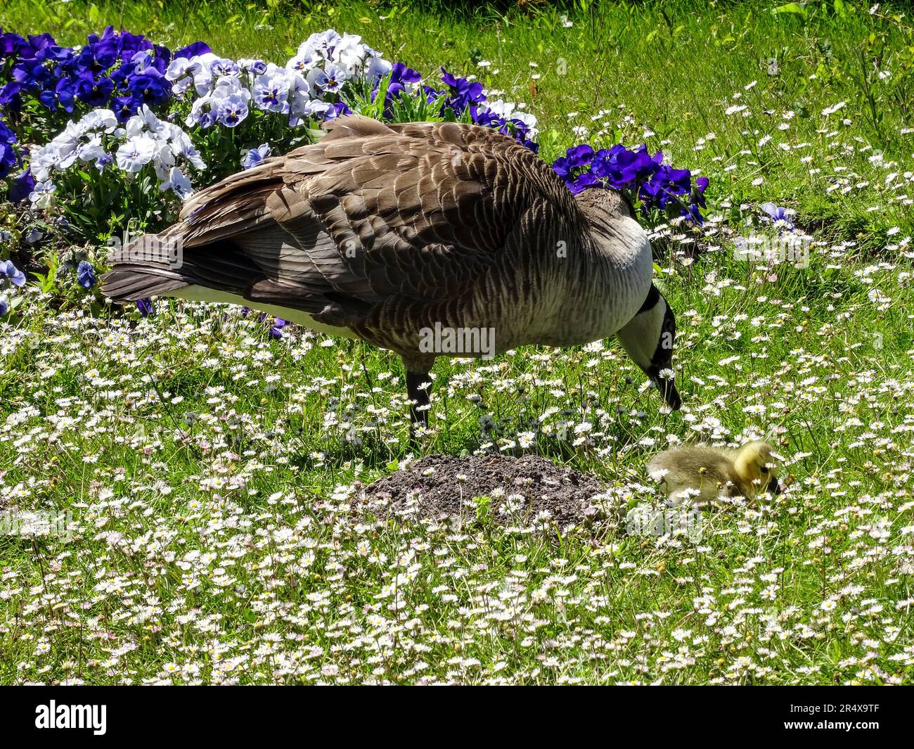 Canada Goose / gosling, Branta canadensis, nel bel sole primaverile del Parc Floral de Paris, Francia Foto Stock