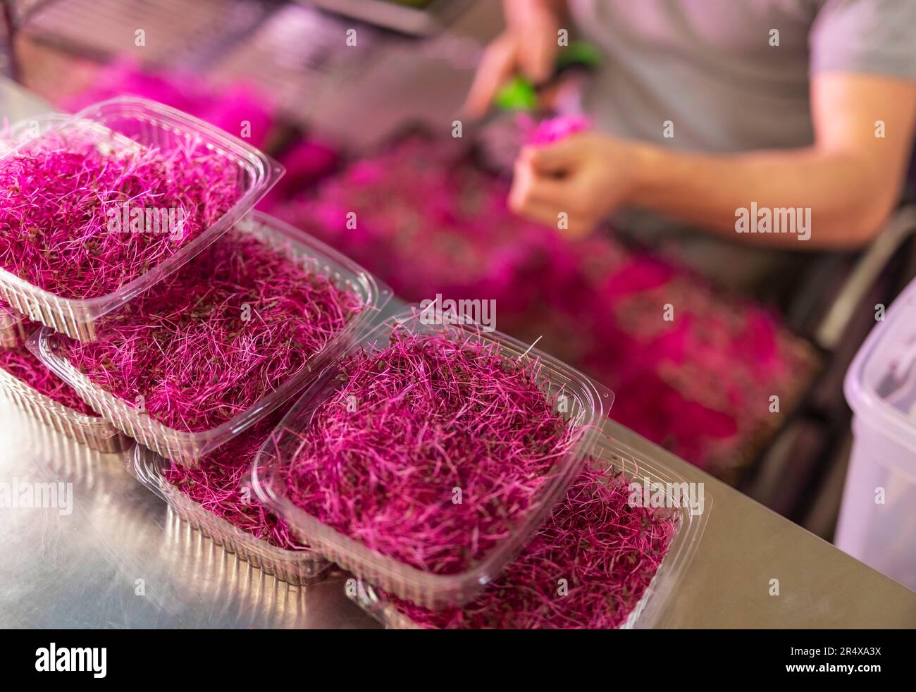 Uomo in sedia a rotelle che elabora microgreen freschi per la spedizione in un'azienda agricola urbana; Edmonton, Alberta, Canada Foto Stock