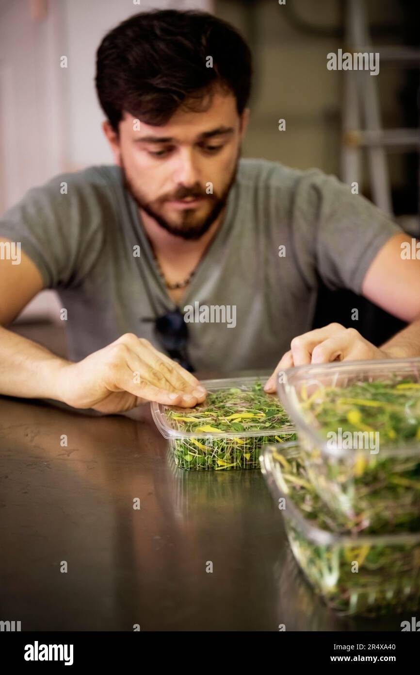 Uomo in sedia a rotelle che elabora microgreen freschi per la spedizione in un'azienda agricola urbana; Edmonton, Alberta, Canada Foto Stock