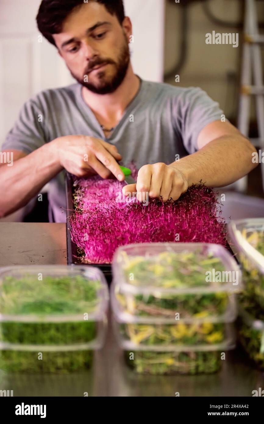 Uomo in sedia a rotelle che elabora microgreen freschi per la spedizione in un'azienda agricola urbana; Edmonton, Alberta, Canada Foto Stock