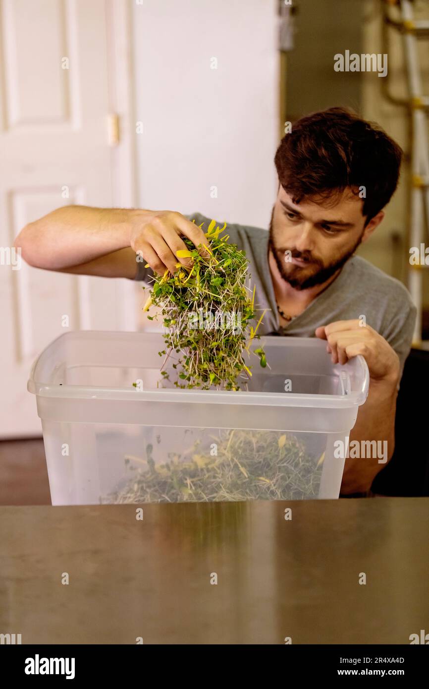 Uomo in sedia a rotelle che lavora microgreen freschi in una fattoria urbana; Edmonton, Alberta, Canada Foto Stock