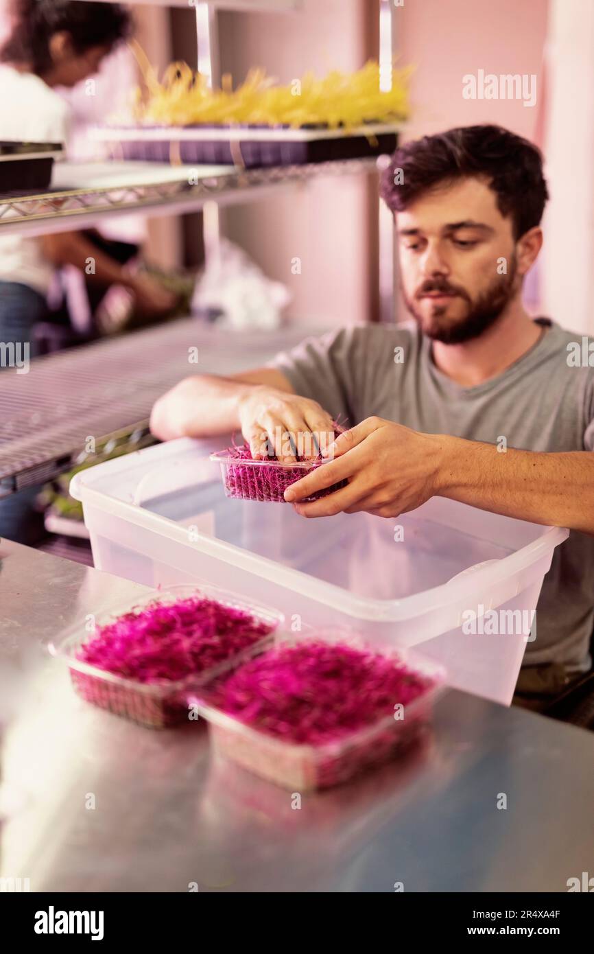 Uomo in sedia a rotelle che elabora microgreen freschi per la spedizione in un'azienda agricola urbana; Edmonton, Alberta, Canada Foto Stock