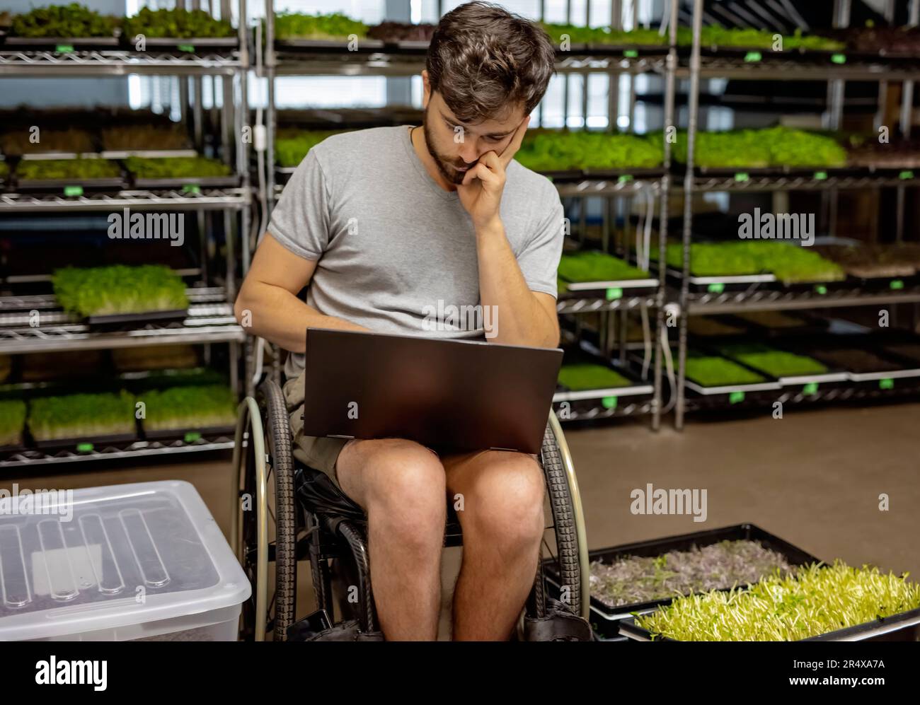 Un giovane in sedia a rotelle lavora su un computer portatile nella sua attività Microgreens; Edmonton, Alberta, Canada Foto Stock