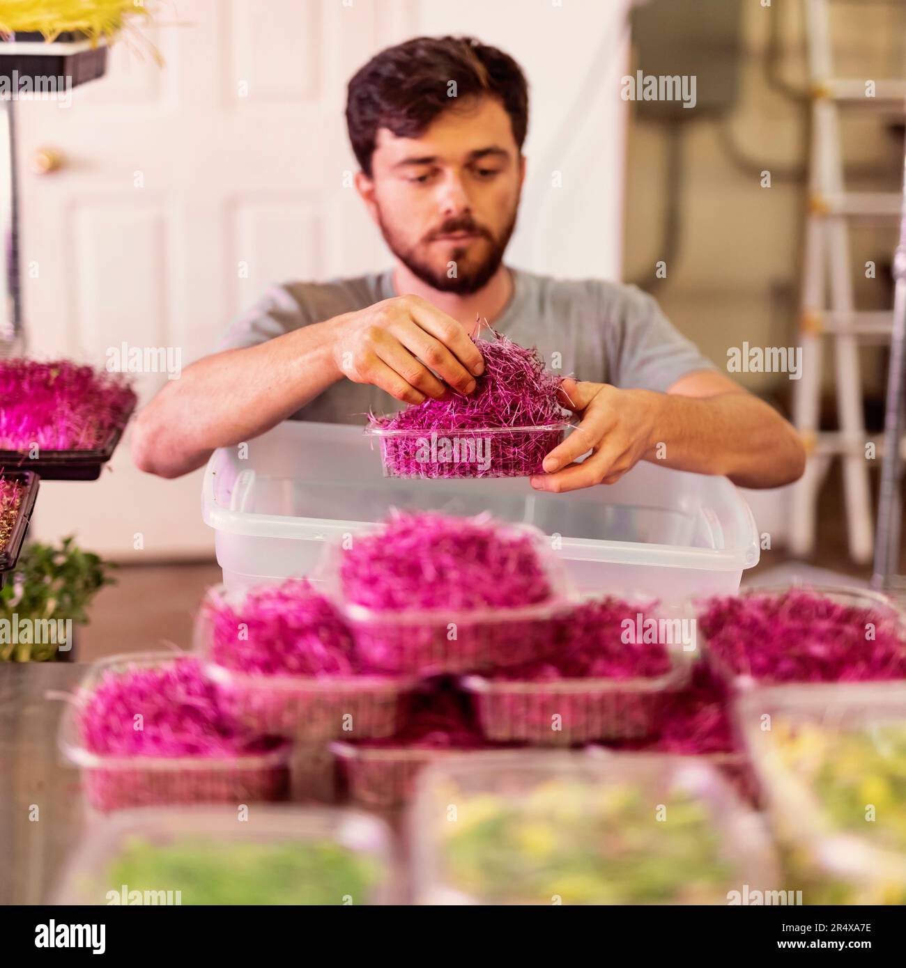 Uomo in sedia a rotelle che fa porzioni di microgreen freschi in una fattoria urbana; Edmonton, Alberta, Canada Foto Stock