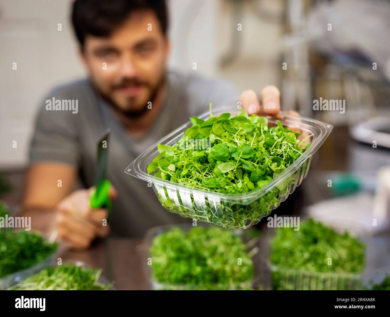 Uomo in sedia a rotelle che fa porzioni di microgreen freschi in una fattoria urbana; Edmonton, Alberta, Canada Foto Stock