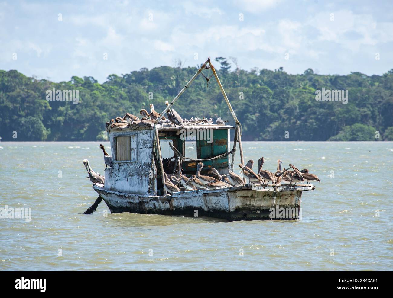 Pellicani su barche da pesca nel porto, Livingston, Guatemala Foto Stock