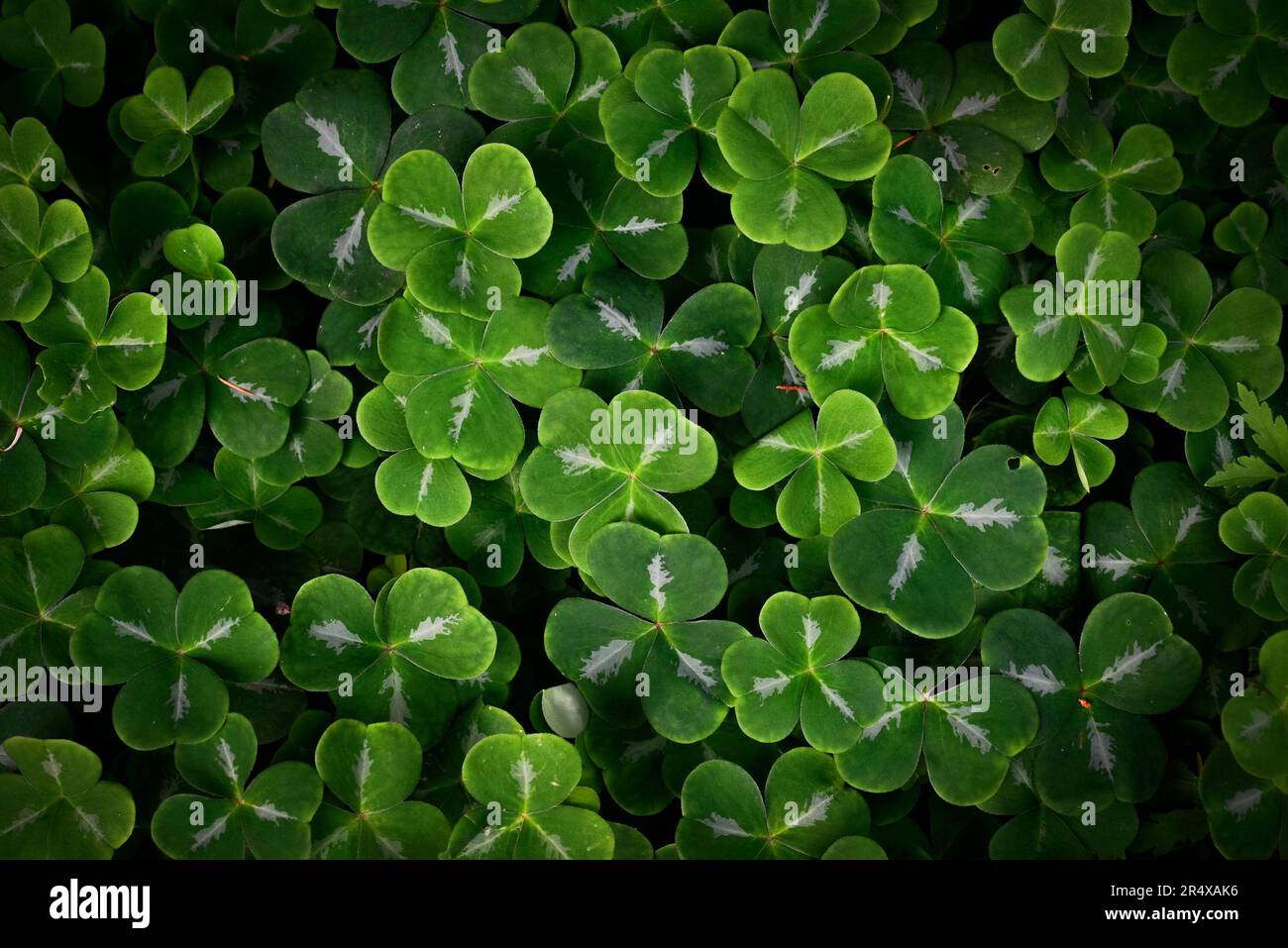 Verde shamrock come foglie di Oxalis spp. Foto Stock