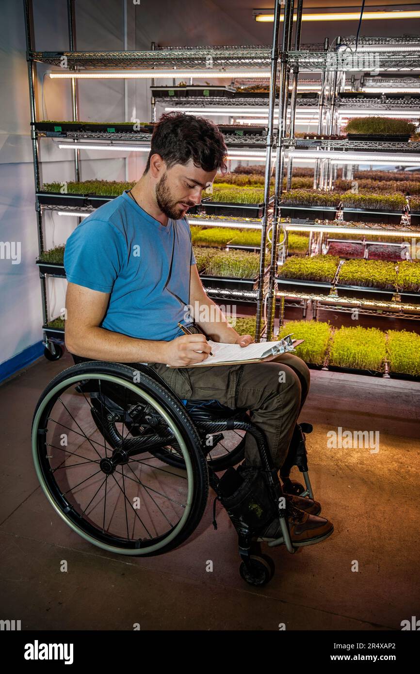 Uomo in sedia a rotelle che fa scartoffie in una fattoria urbana di microgreen; Edmonton, Alberta, Canada Foto Stock