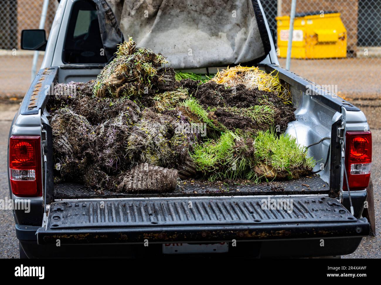 Smaltimento dei rifiuti organici nel piano di carico di un camion di raccolta in una fattoria urbana microgreen; Edmonton, Alberta, Canada Foto Stock