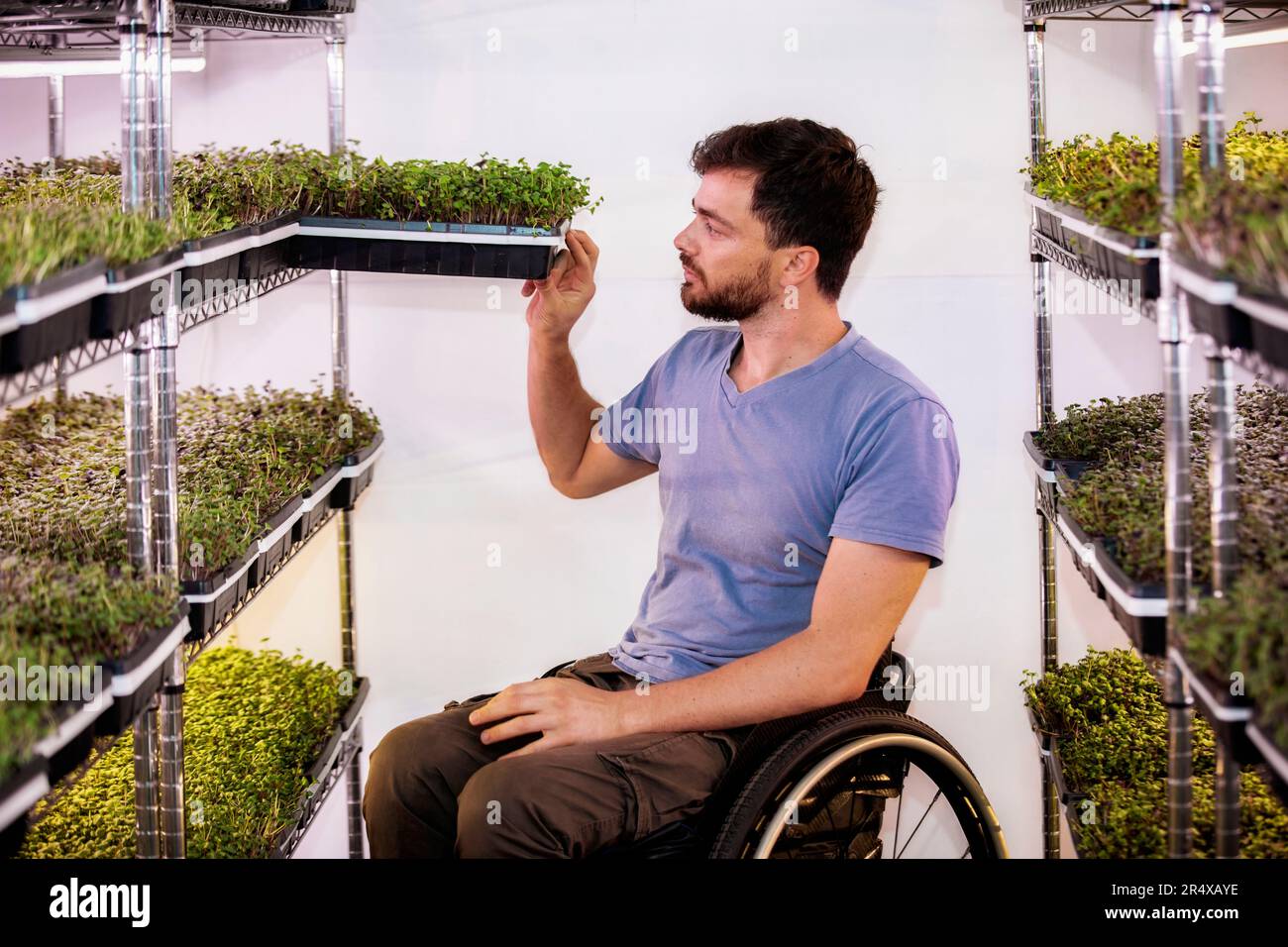 Uomo in sedia a rotelle che lavora in una fattoria urbana microgreen; Edmonton, Alberta, Canada Foto Stock
