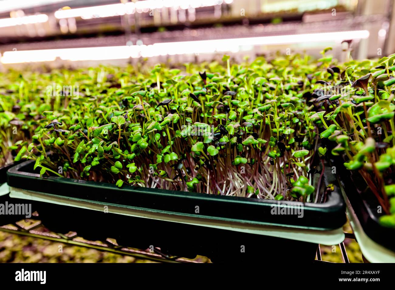 Primo piano di Microgreens che crescono nei vassoi illuminati; Edmonton, Alberta, Canada Foto Stock