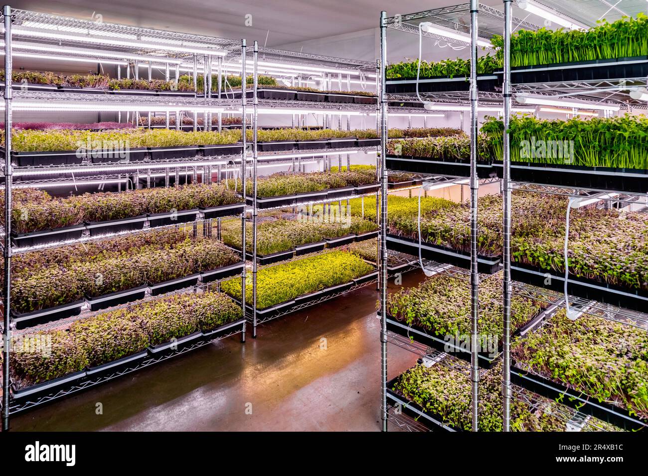 Abbondanza di microgreen che crescono sotto le luci di una fattoria urbana; Edmonton, Alberta, Canada Foto Stock
