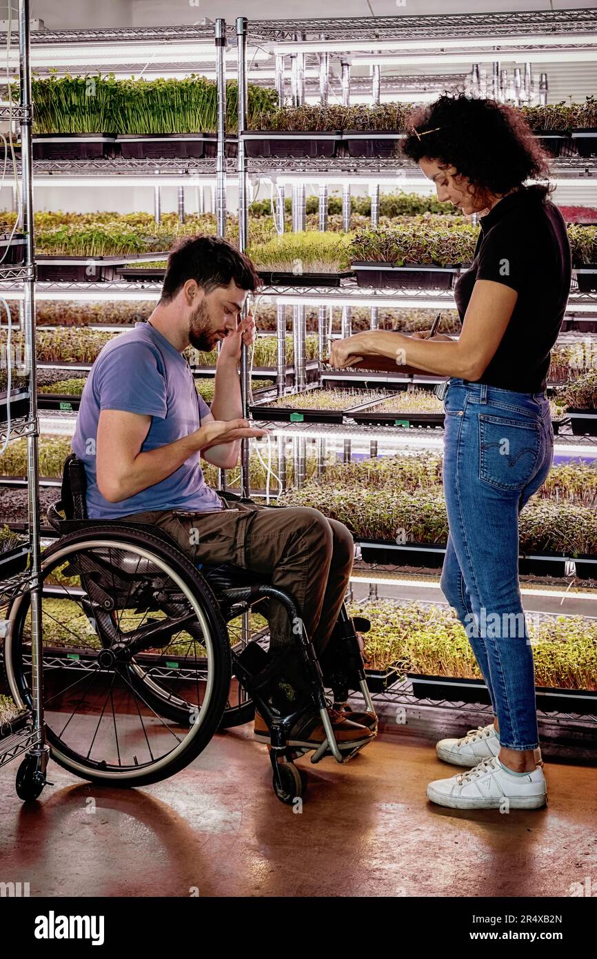 Donna con un uomo in sedia a rotelle che lavora insieme nella sua azienda Microgreens; Edmonton, Alberta, Canada Foto Stock