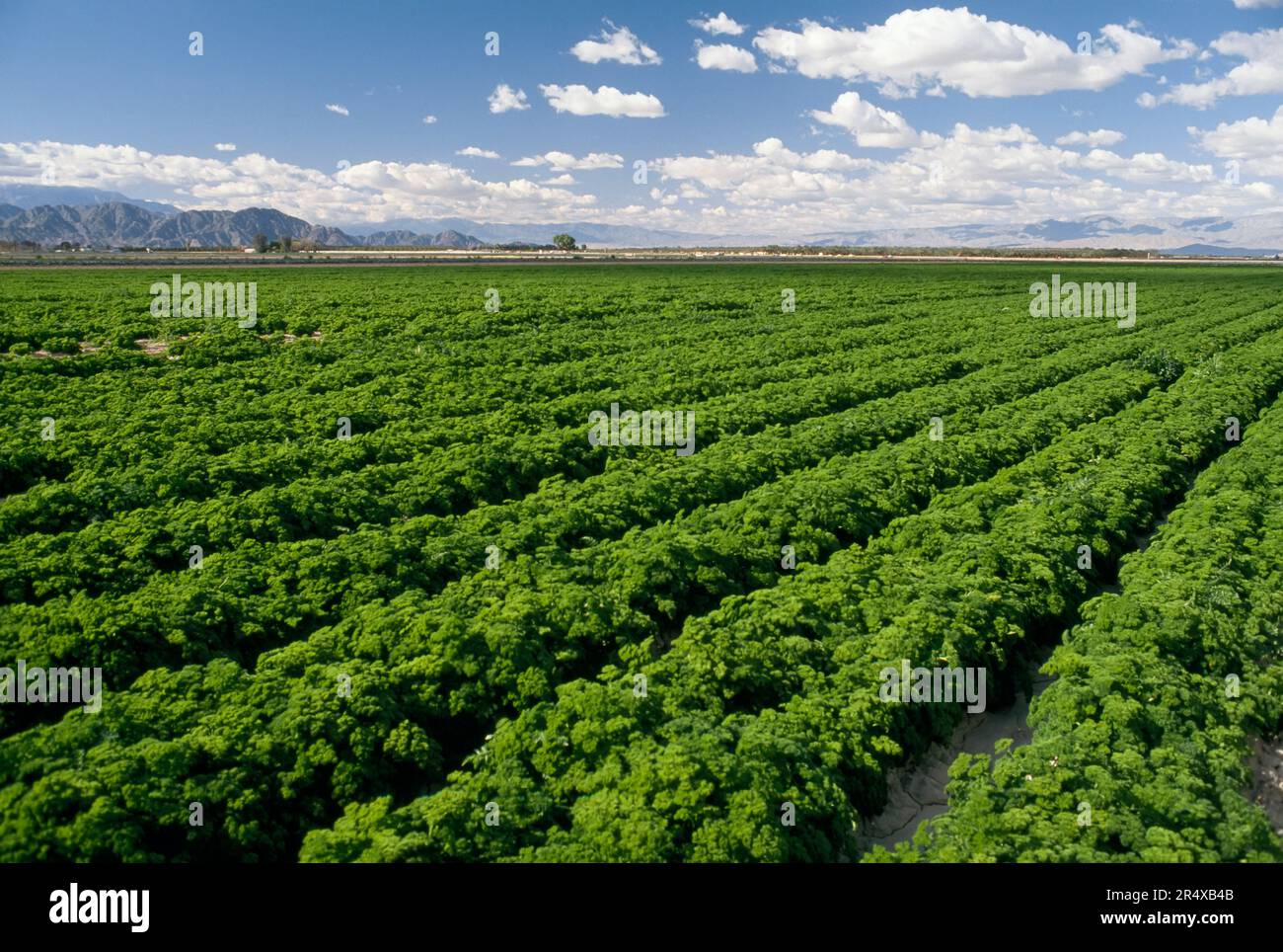 Campo dell'erba medica; San Joaquin Valley, California, Stati Uniti d'America Foto Stock