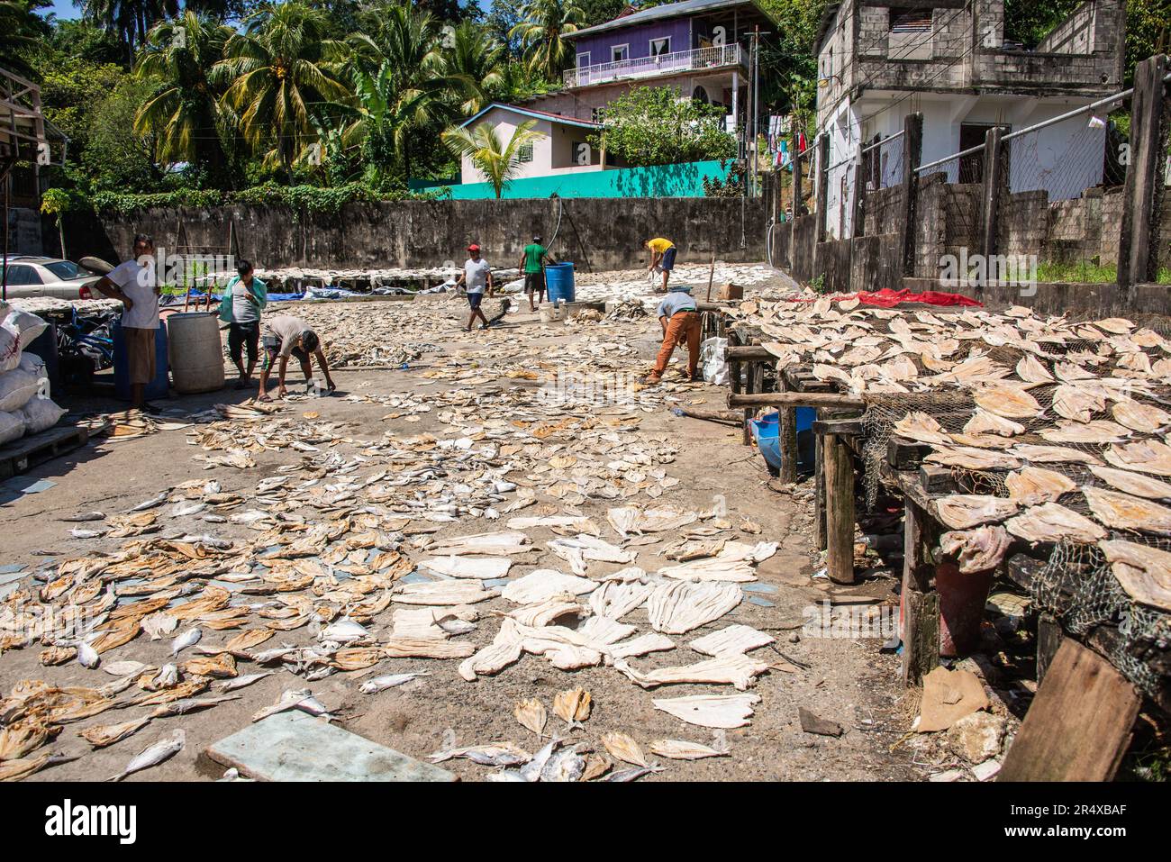 Lavora pesce che asciuga, Livingston, Guatemala Foto Stock