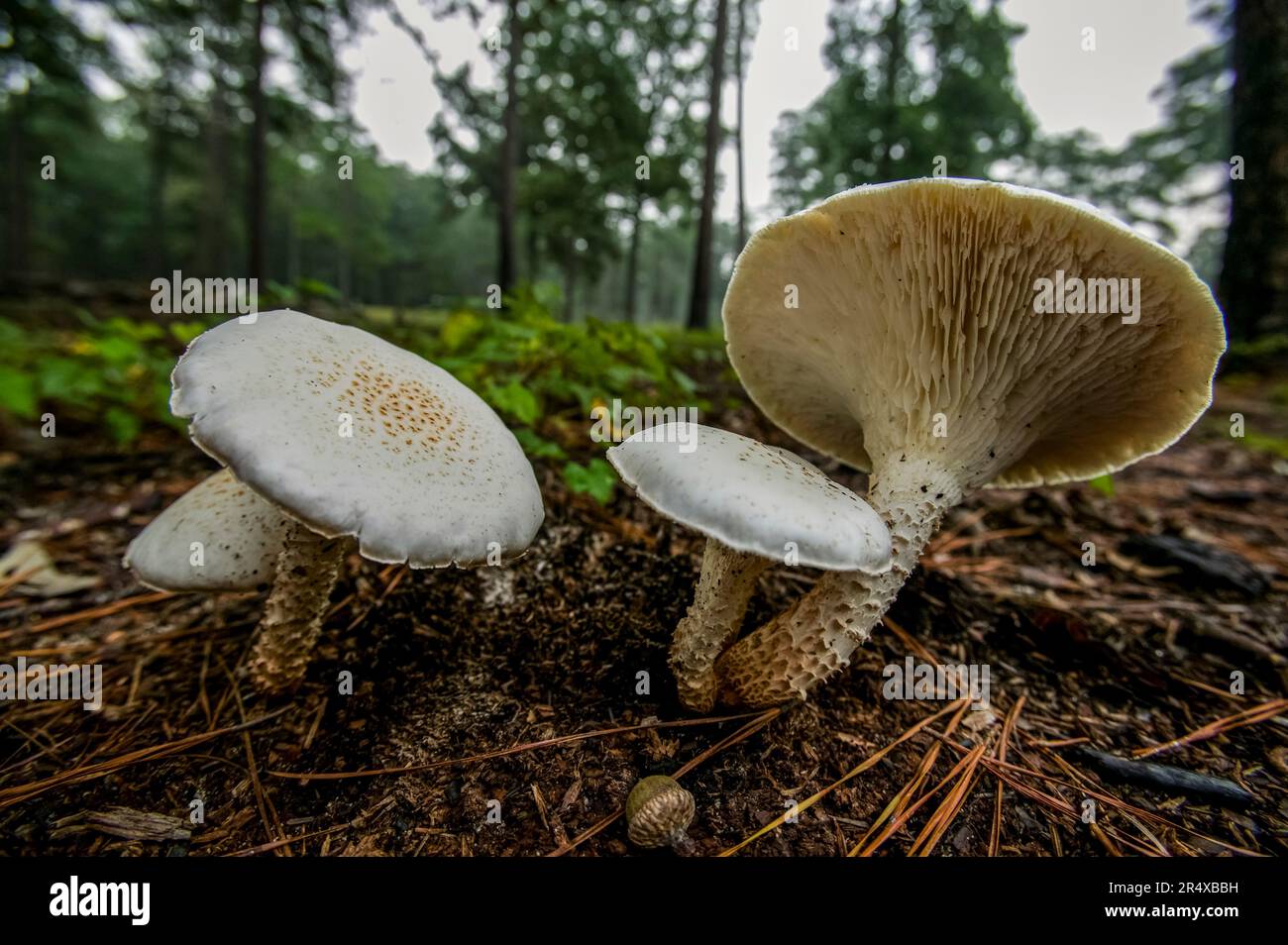 Funghi sul campo di battaglia della guerra civile; Antietam, Maryland, Stati Uniti d'America Foto Stock