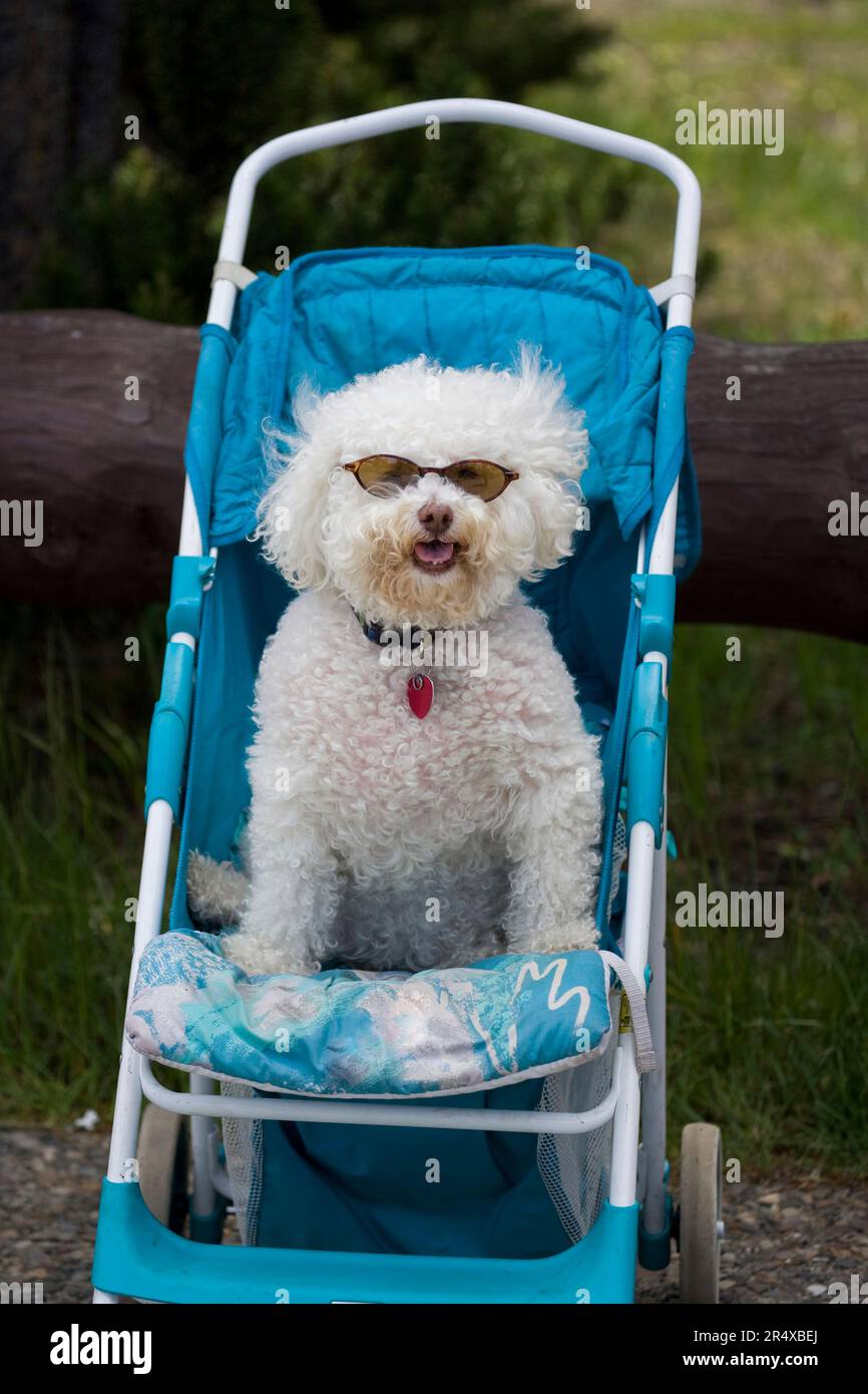 Cane bianco che indossa gli occhiali da sole seduto in un passeggino; Wyoming, Stati Uniti d'America Foto Stock