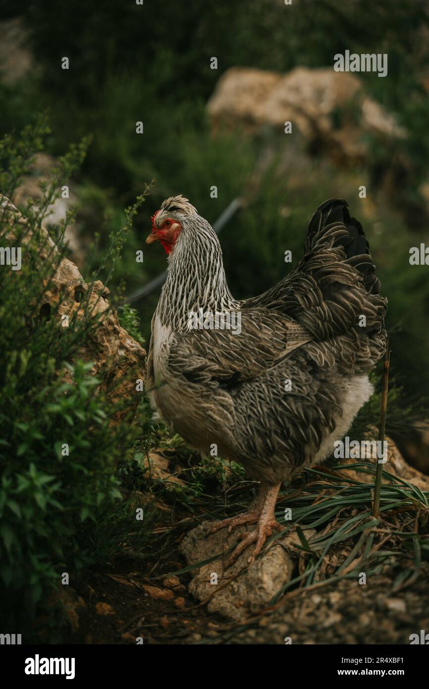 Pollo colorato in fattoria naturale Foto Stock