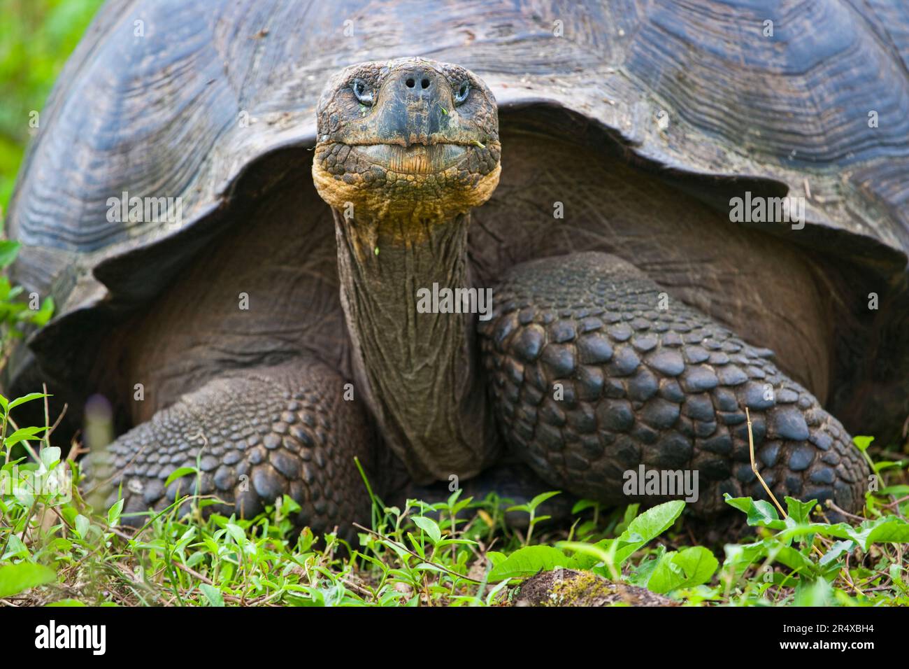 Ritratto di una tartaruga gigante (Chelonoidis niger); isola di Santa Cruz, Isole Galapagos, Ecuador Foto Stock