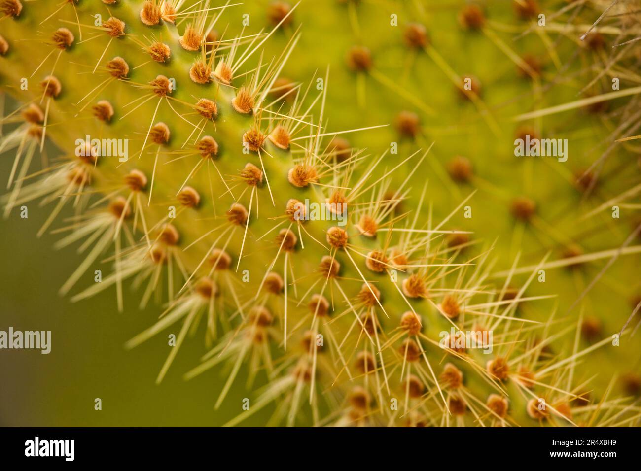 Vista ravvicinata delle spine su un cactus; Isole Galapagos, Ecuador Foto Stock