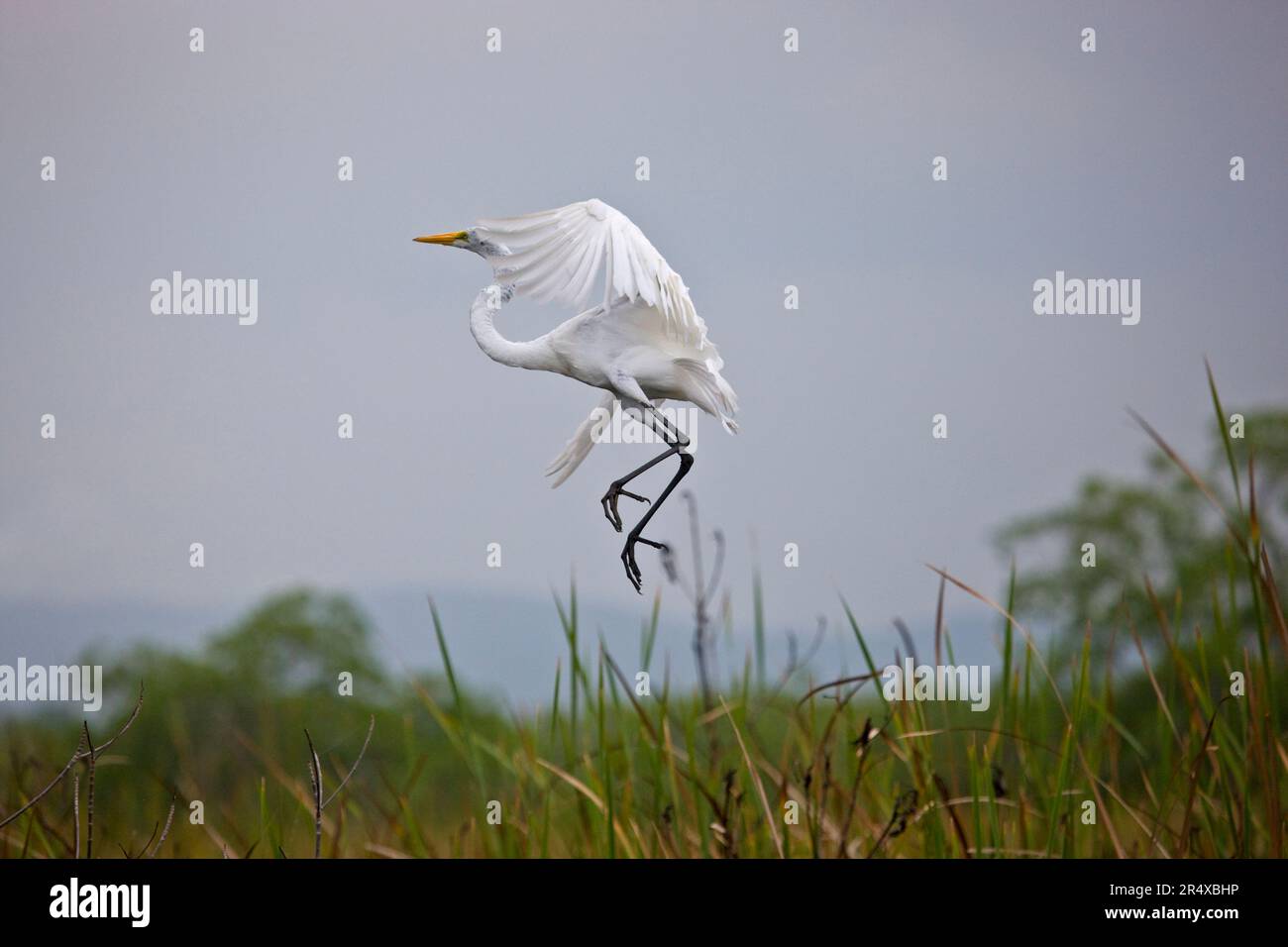 Grande egret (Ardea alba) decollo; Bluefields, Giamaica, Indie occidentali Foto Stock