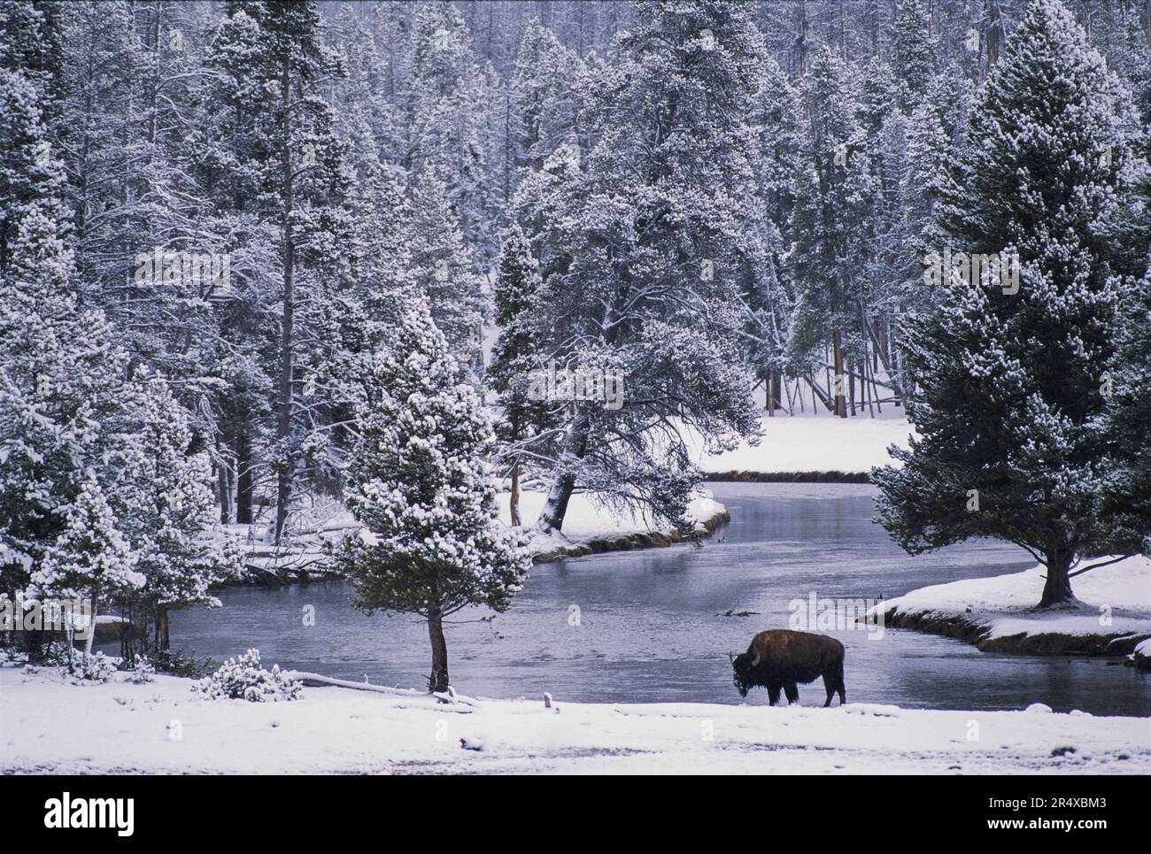 Bisonte americano (bisonte bisonte bisonte bisonte) lungo un fiume in una foresta innevata nel parco nazionale di Yellowstone, Stati Uniti d'America Foto Stock Bisonte americano (bisonte bisonte bisonte bisonte) lungo un fiume in una foresta innevata nel parco nazionale di Yellowstone, Stati Uniti d'America Foto Stock