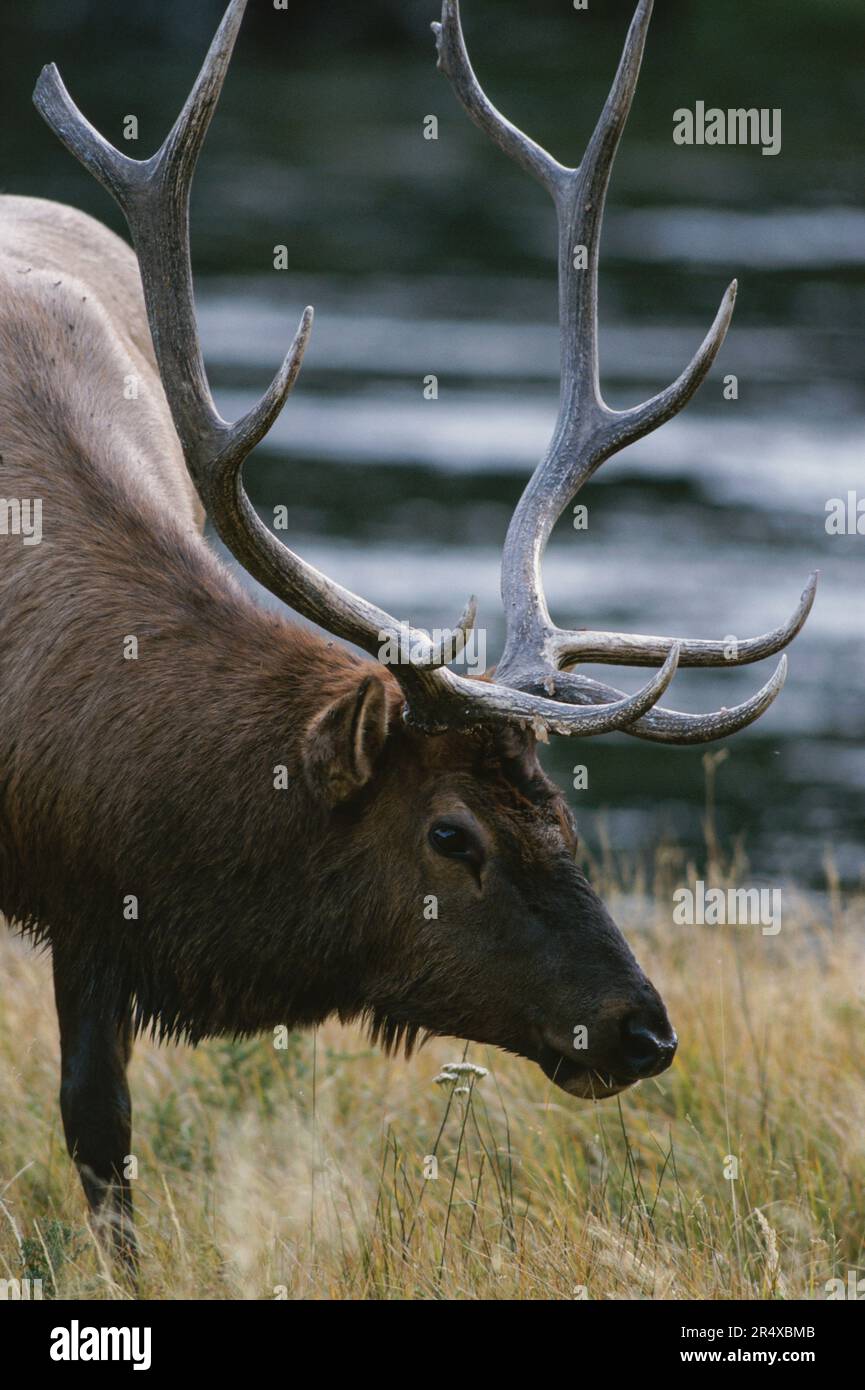 Ritratto di un alce americano (Cervus canadensis), o wapiti, nel parco nazionale di Yellowstone; Stati Uniti d'America Foto Stock