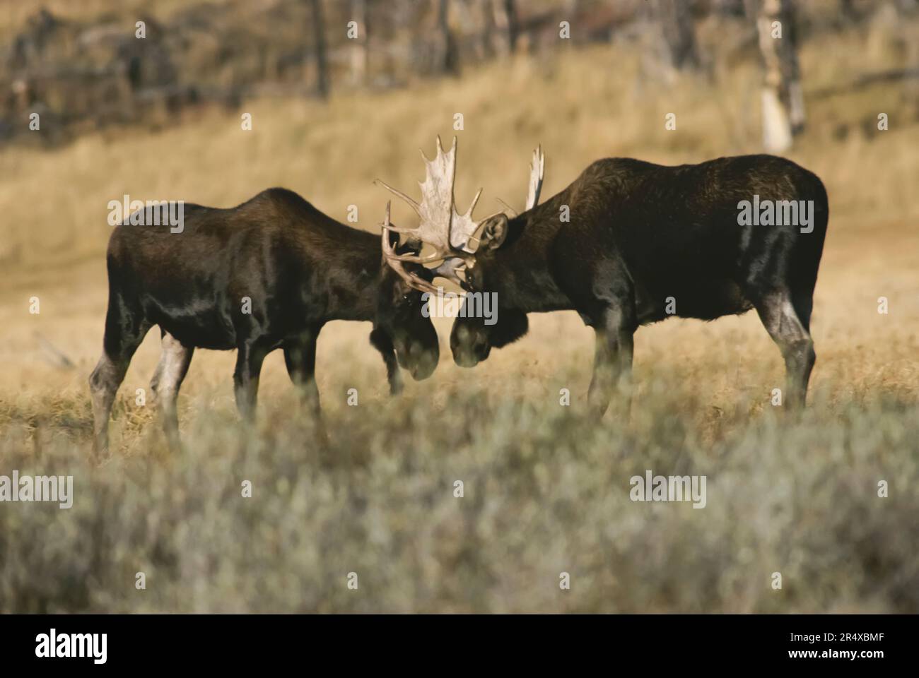Coppia di alce (Alces alces) in piedi testa a testa in un prato a Willow Park, Yellowstone National Park, Wyoming, Stati Uniti Foto Stock
