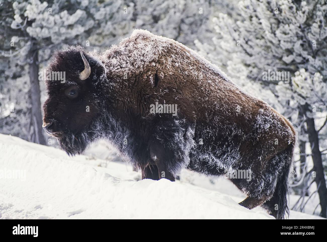 Ritratto di un bisonte americano ghiacciato (bisonte bisonte bisonte bisonte) in piedi nella neve nel Parco Nazionale di Yellowstone, USA; Stati Uniti d'America Foto Stock Ritratto di un bisonte americano ghiacciato (bisonte bisonte bisonte bisonte) in piedi nella neve nel Parco Nazionale di Yellowstone, USA; Stati Uniti d'America Foto Stock