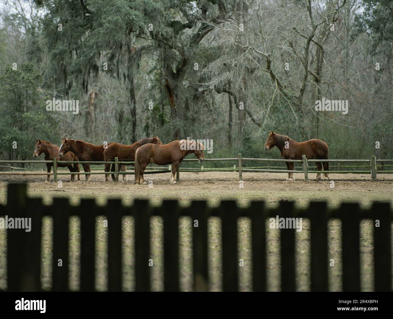 Cavalli in un'area recintata vicino a boschi; Middleton Place, Carolina del Sud, Stati Uniti d'America Foto Stock